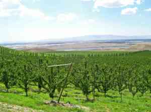 Modern apple orchard near the Columbia River