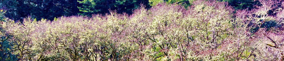 Belated Imbolc Greetings