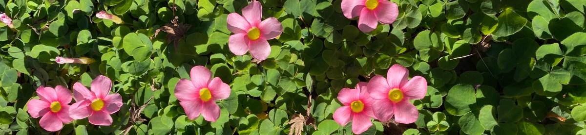 The Hilaria: Ostara&nbsp;2021