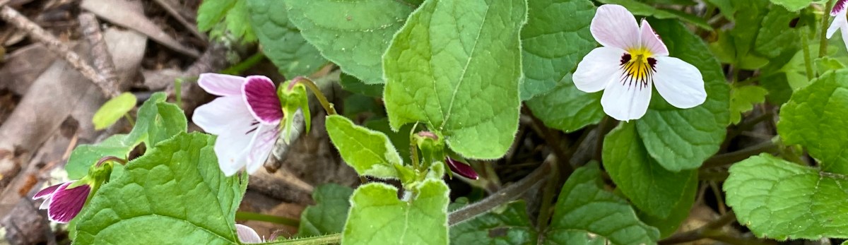 Beltane and a Black&nbsp;Heroine