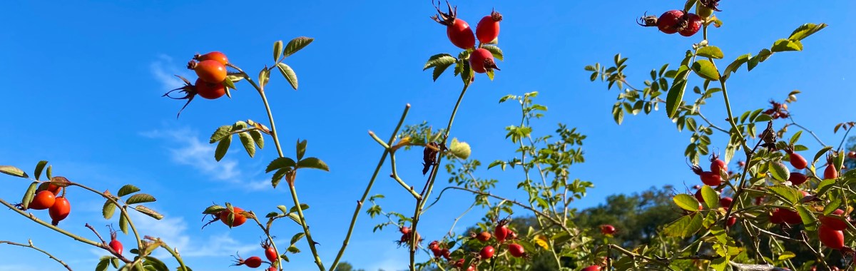 Who Put the We in&nbsp;Halloween?