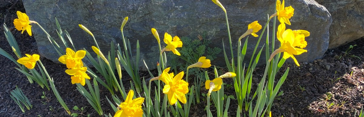 Good Imbolc, Happy New&nbsp;Year!