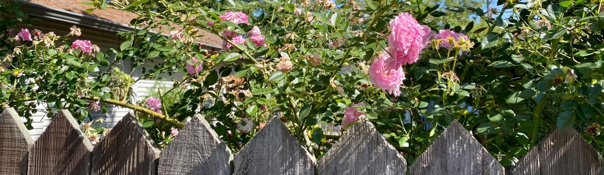 Looking for Santa Rosa’s Oldest&nbsp;Rose