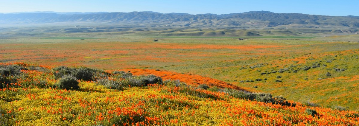 Mayan Rituals Remembered